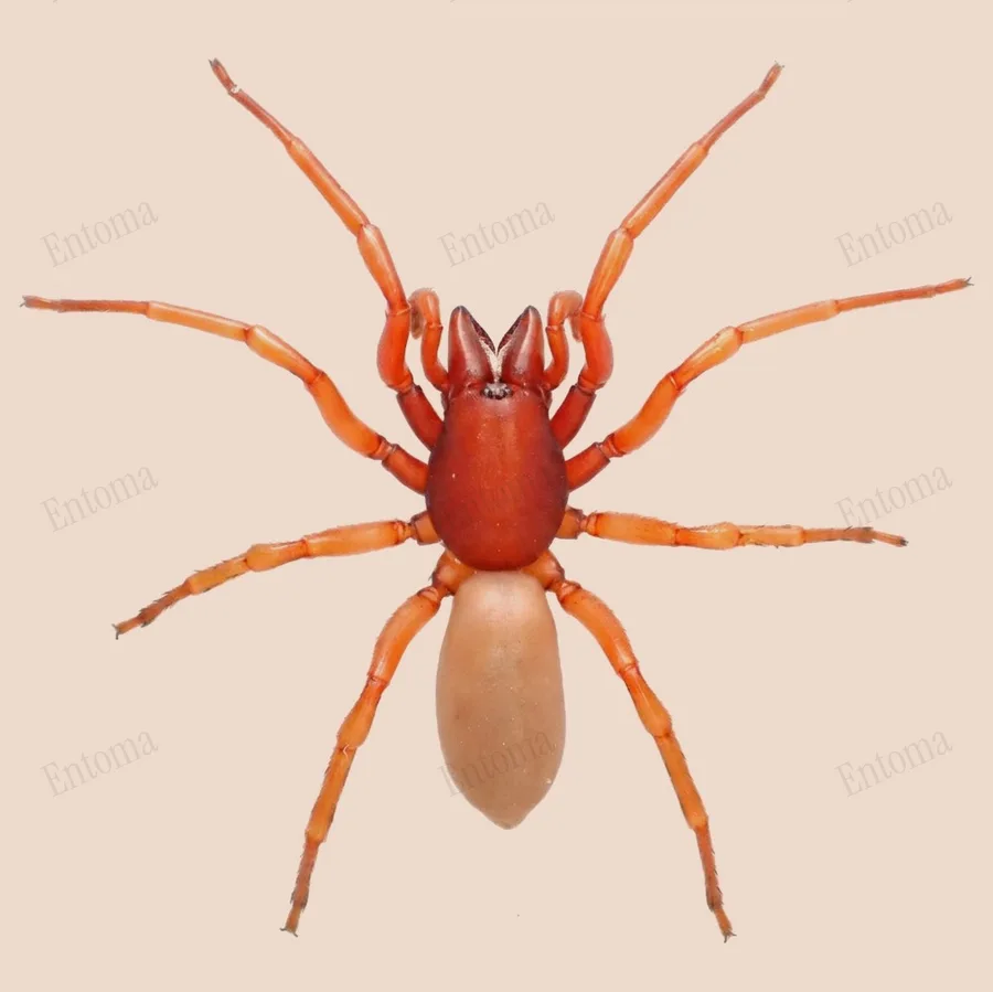 イノシシグモ（Dysdera crocata）の図版