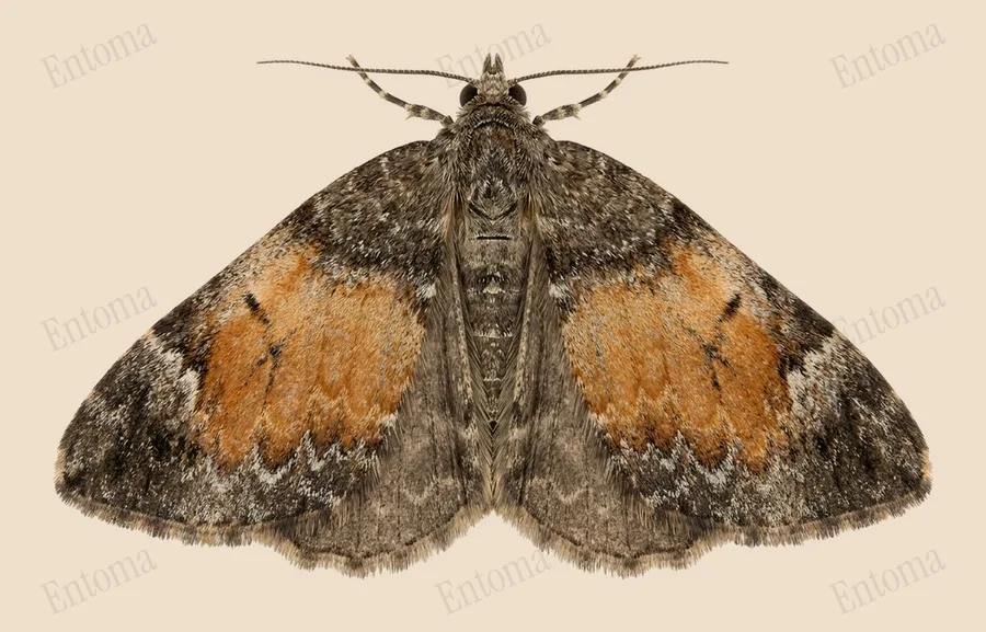 Common marbled carpet, Dysstroma truncata, plate