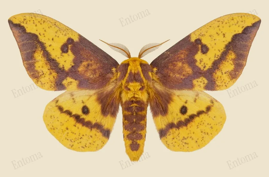 Imperial moth, Eacles imperialis, plate