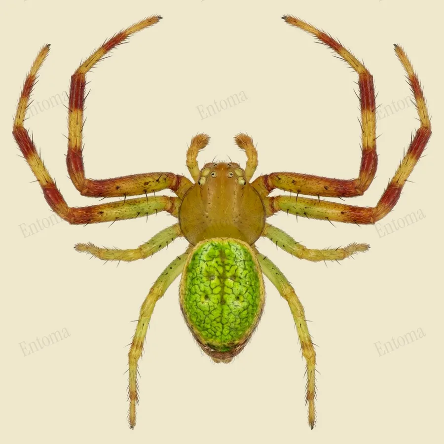 Ebrechtella tricuspidata, Ebrechtella tricuspidata, levha