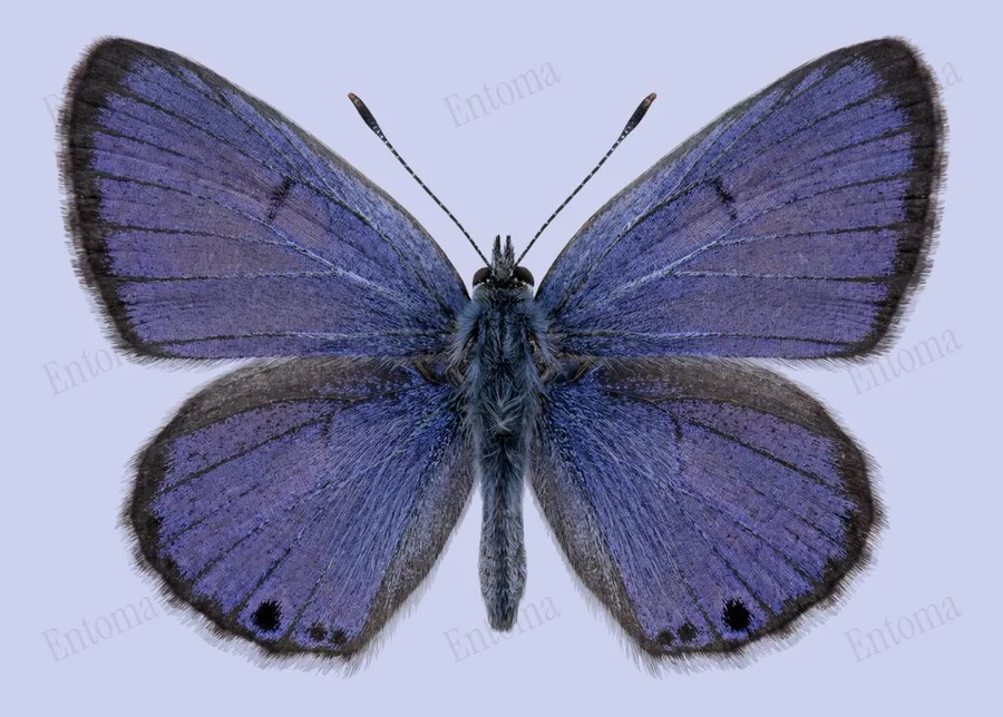 Echinargus isola（Echinargus isola）の図版