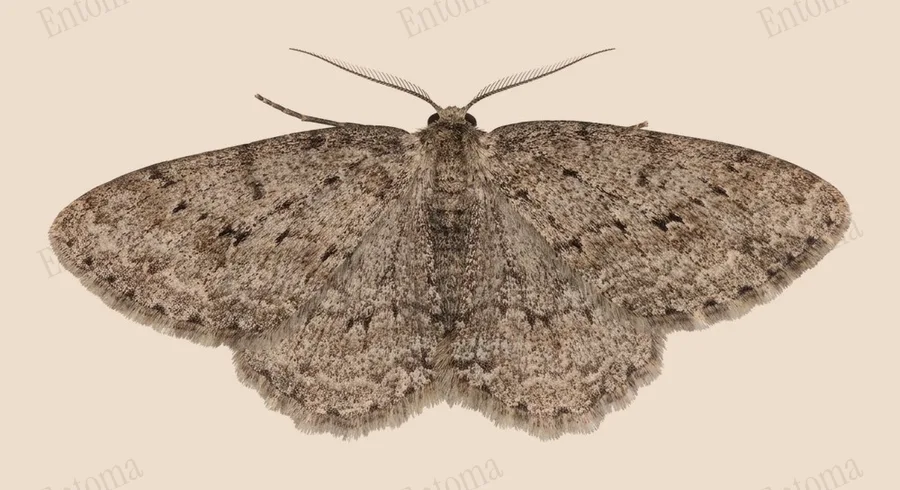 Engrailed, Ectropis crepuscularia, plate