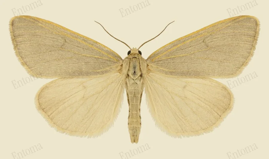 Dingy footman, Eilema griseola, plate