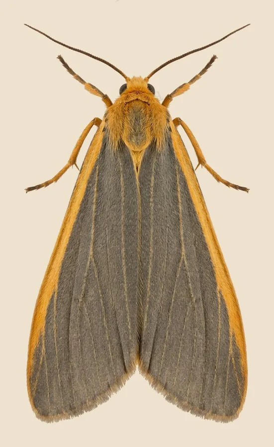 Common footman, Eilema lurideola, plate