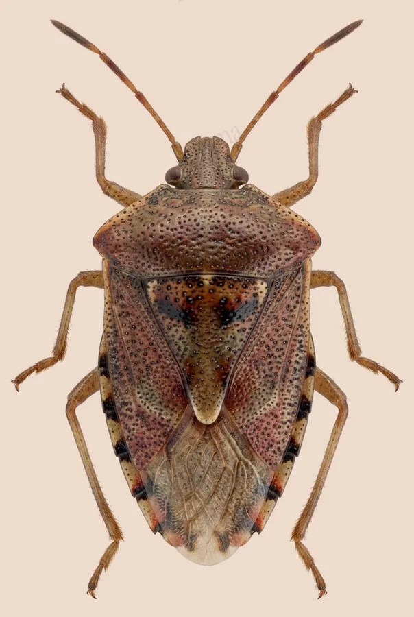 Parent bug, Elasmucha grisea, plate