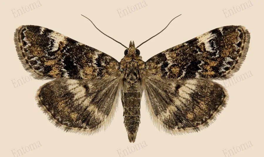 Elophila obliteralis, Elophila obliteralis, plaat