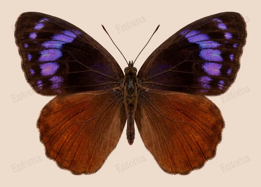 Elymnias hypermnestra, Elymnias hypermnestra, plaat