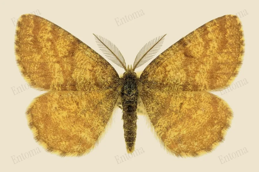Common heath, Ematurga atomaria, plate