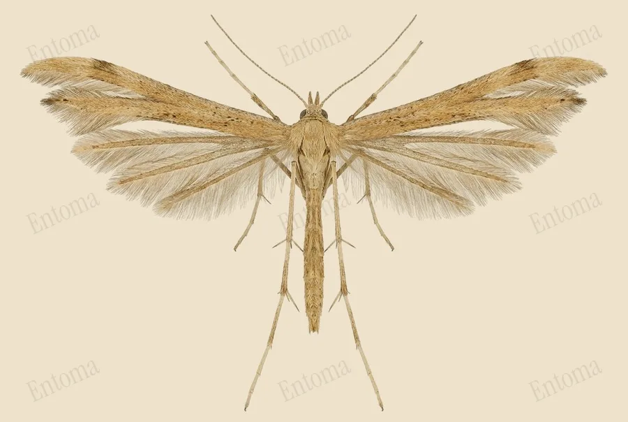 Morning-glory plume moth, Emmelina monodactyla, plate