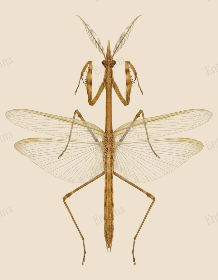 Mediterranean conehead mantis, Empusa pennata, plate