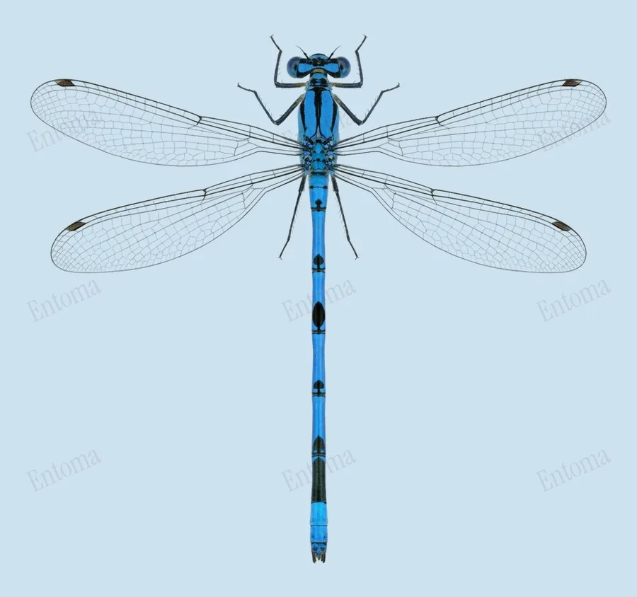 Common blue damselfly, Enallagma cyathigerum, plate