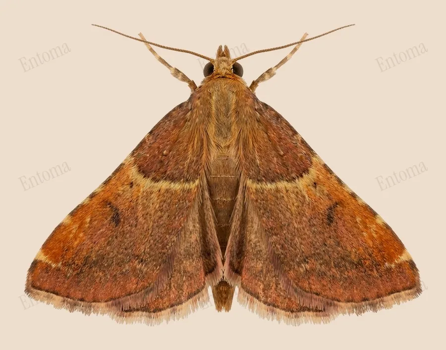 Rosy tabby, Endotricha flammealis, plate