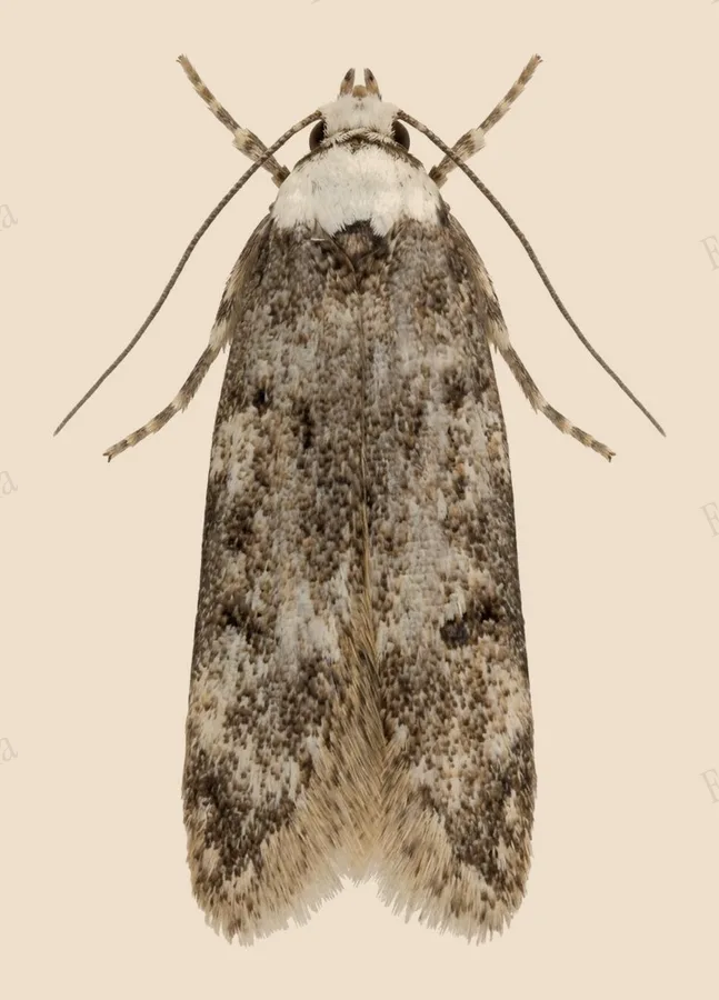 White-shouldered house moth, Endrosis sarcitrella, plate