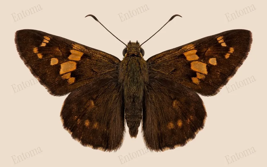 Silver-spotted skipper, Epargyreus clarus, plate