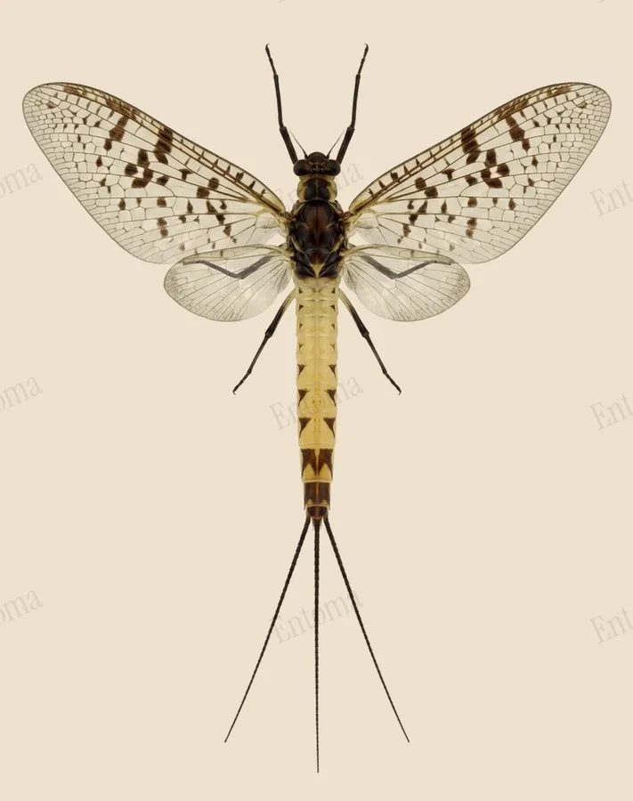 European green drake, Ephemera danica, plate