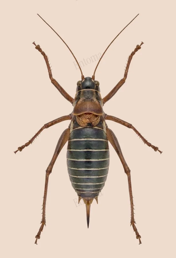 Zadelsprinkhaan, Ephippiger diurnus, plaat