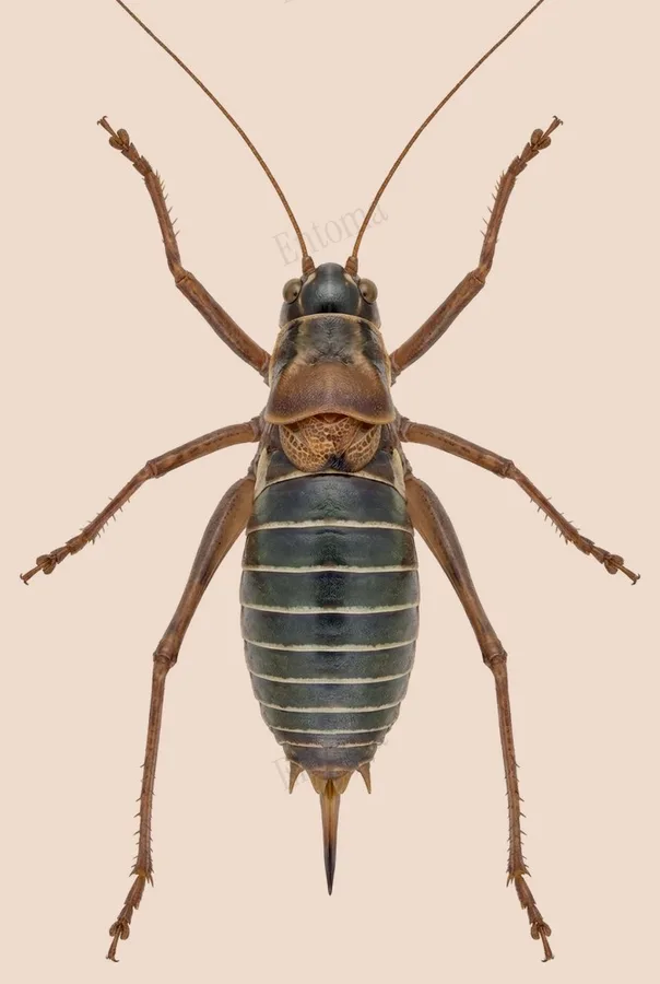 Western saddle bush-cricket, Ephippiger diurnus, plate