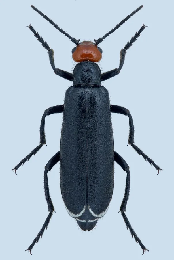 Epicauta hirticornis, Epicauta hirticornis, levha