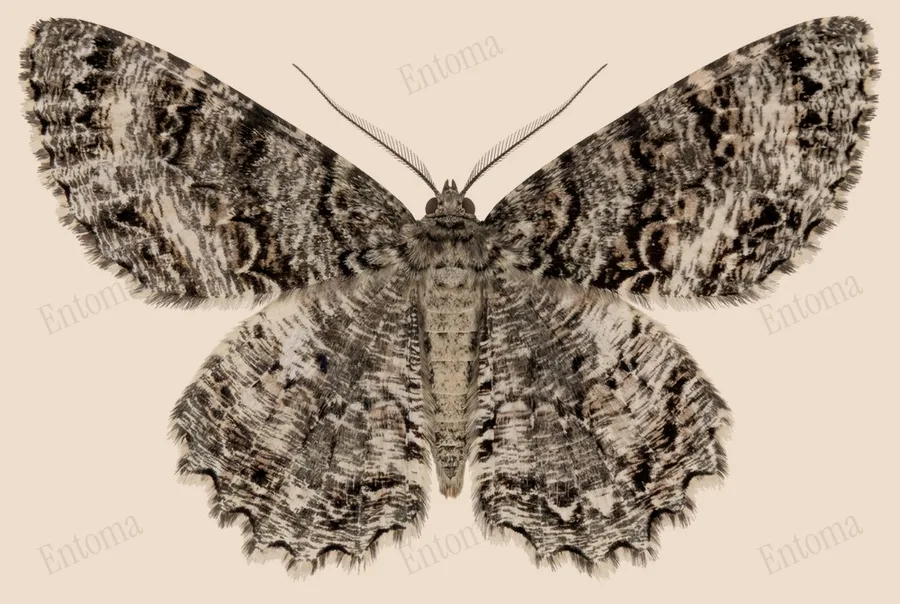 Epimecis hortaria, Epimecis hortaria, tavola