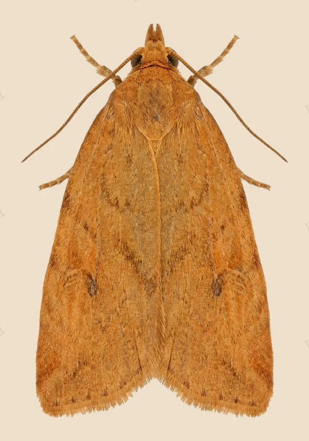 Light brown apple moth, Epiphyas postvittana, plate