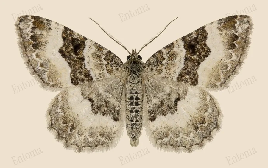 Common carpet, Epirrhoe alternata, plate
