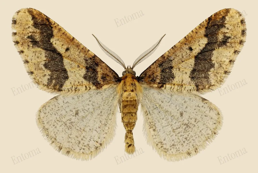 Mottled umber, Erannis defoliaria, plate