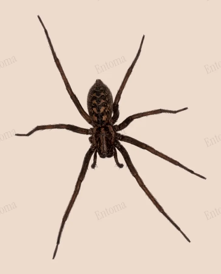 Eratigena atrica, Eratigena atrica, levha
