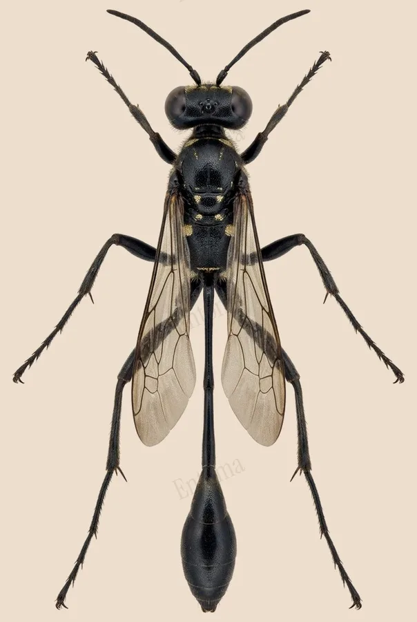 Eremnophila aureonotata, Eremnophila aureonotata, levha