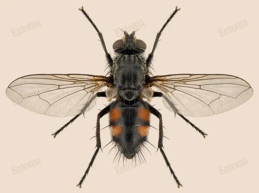 Red spotted parasite fly, Eriothrix rufomaculata, plate