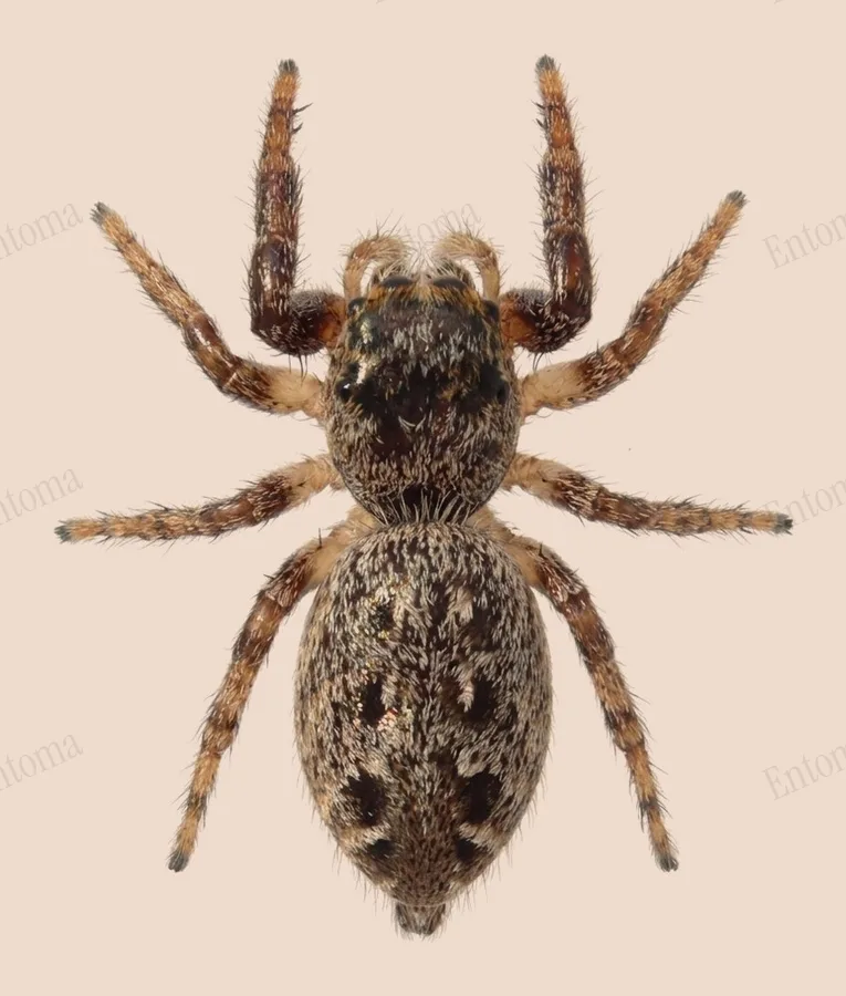 Eris militaris, Eris militaris, levha