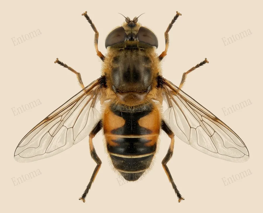Orange-spined drone fly, Eristalis nemorum, plate