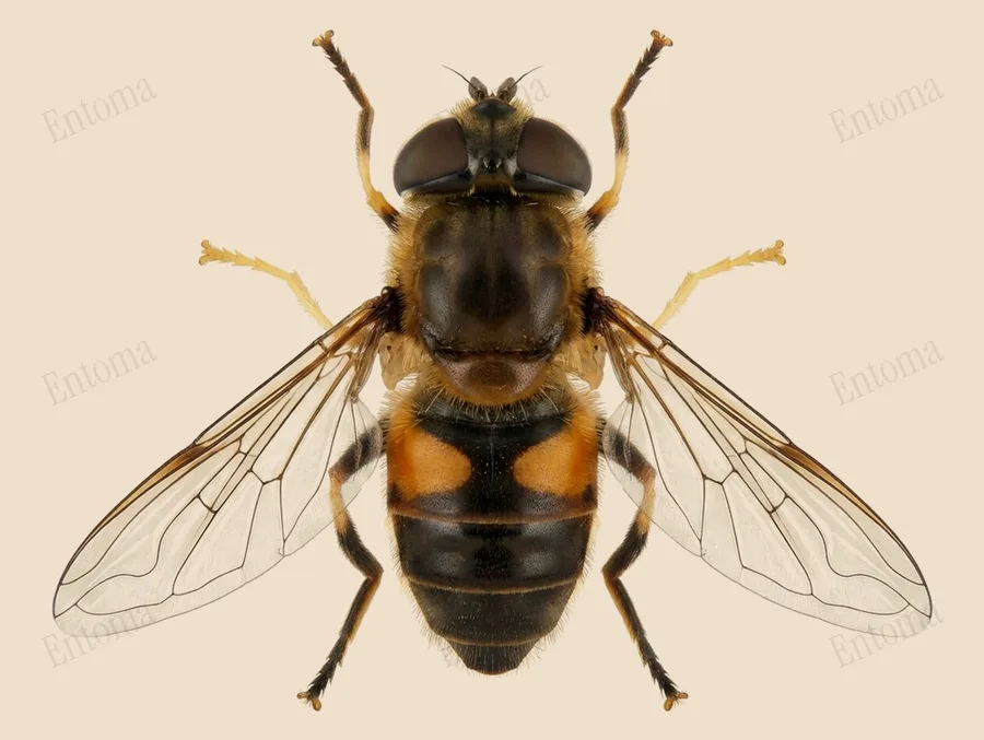 Tapered drone fly, Eristalis pertinax, plate