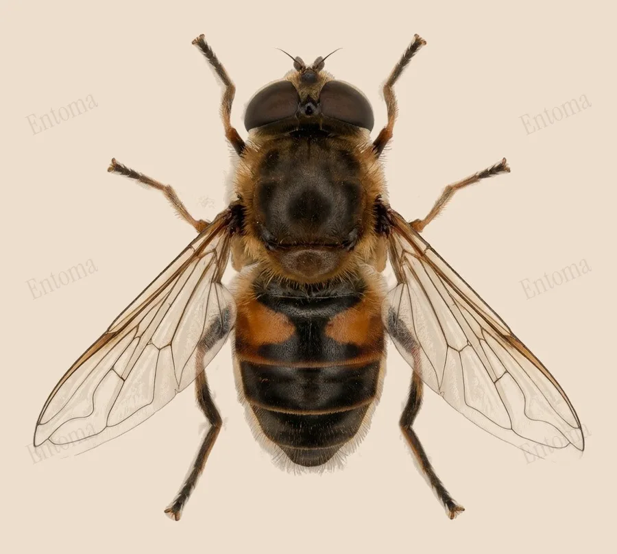 ハナアブ（Eristalis tenax）の図版