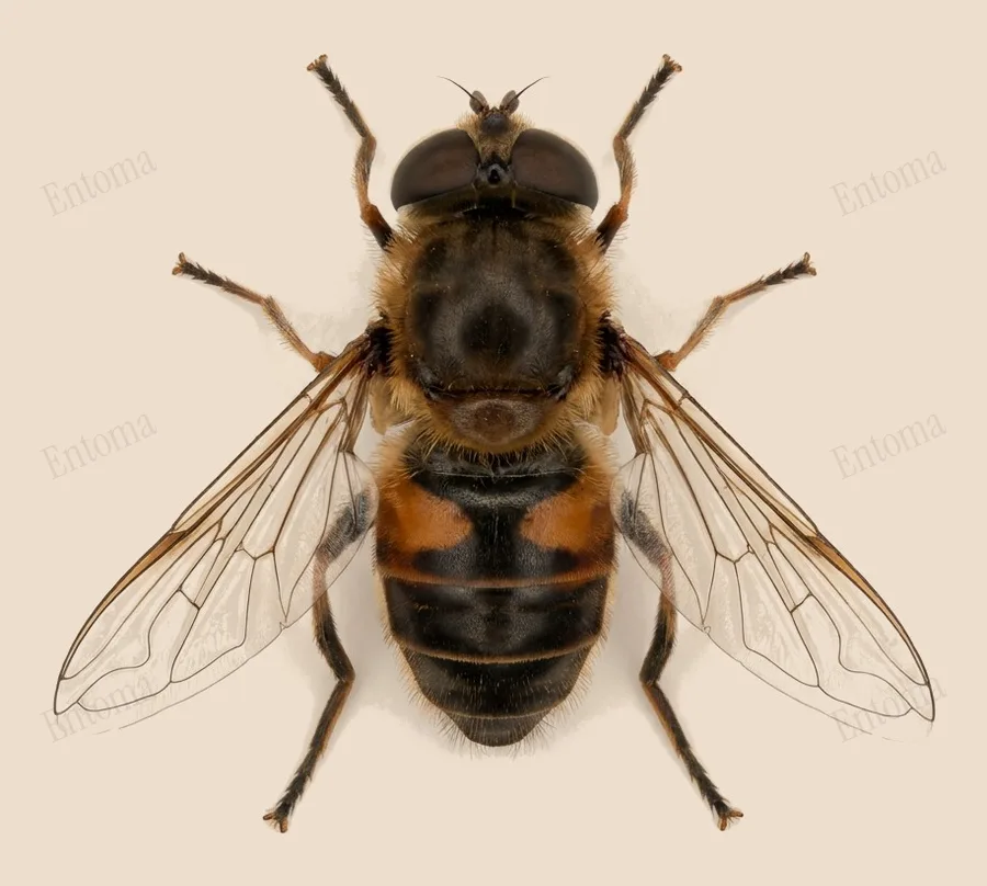 Common drone fly, Eristalis tenax, plate