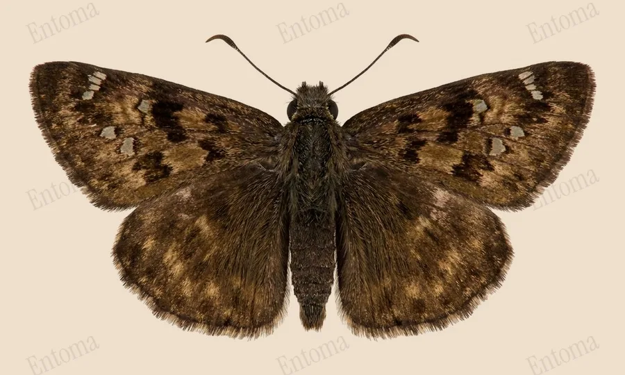 Horace's duskywing, Erynnis horatius, plate