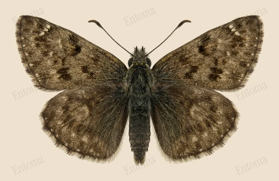 Dingy skipper, Erynnis tages, plate