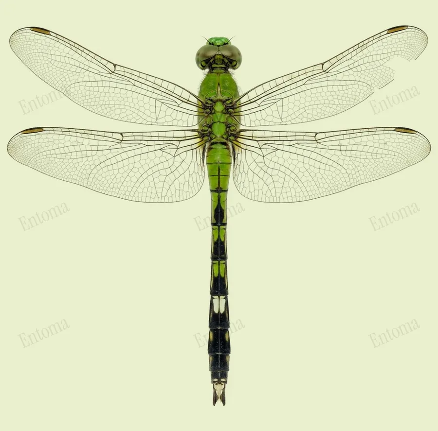 Eastern pondhawk, Erythemis simplicicollis, plate