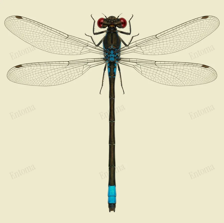 Red-eyed damselfly, Erythromma najas, plate