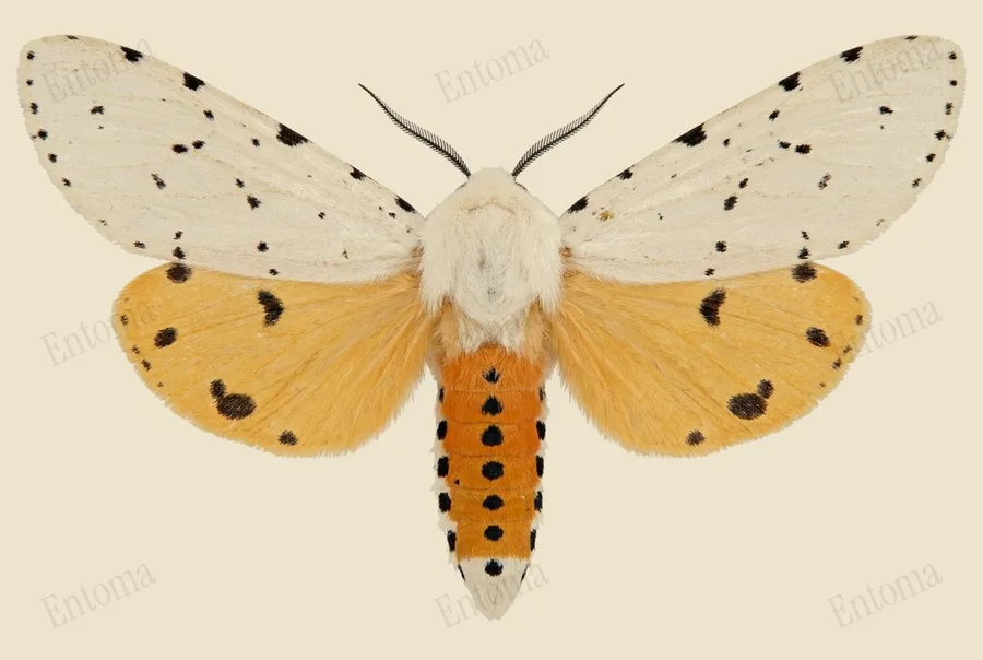 Salt marsh moth, Estigmene acrea, plate