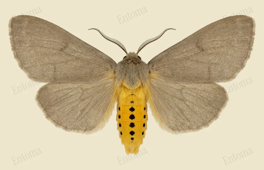 Milkweed tussock moth, Euchaetes egle, plate