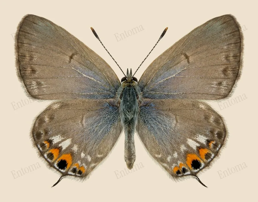 Euchrysops cnejus(Euchrysops cnejus) 도판