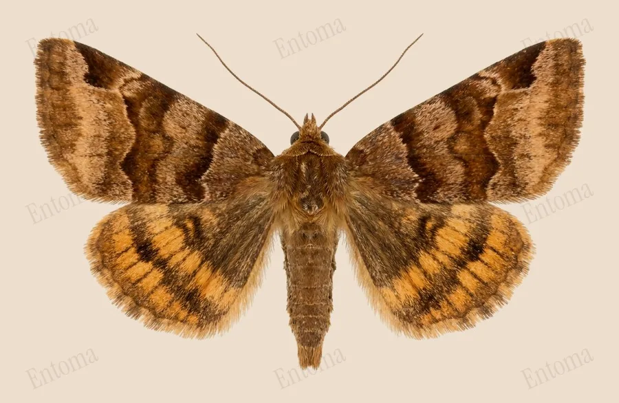 Burnet companion, Euclidia glyphica, plate