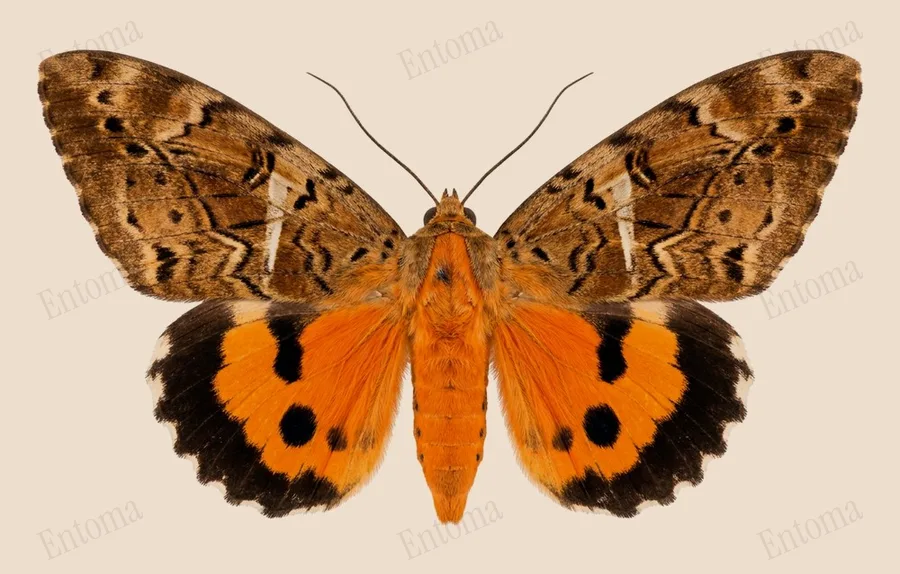 Eudocima materna, Eudocima materna, tavola