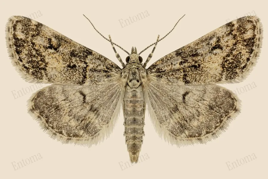 Little grey, Eudonia lacustrata, plate