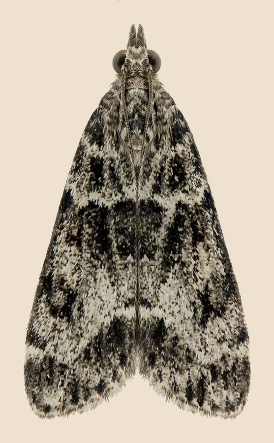 Small grey, Eudonia mercurella, plate