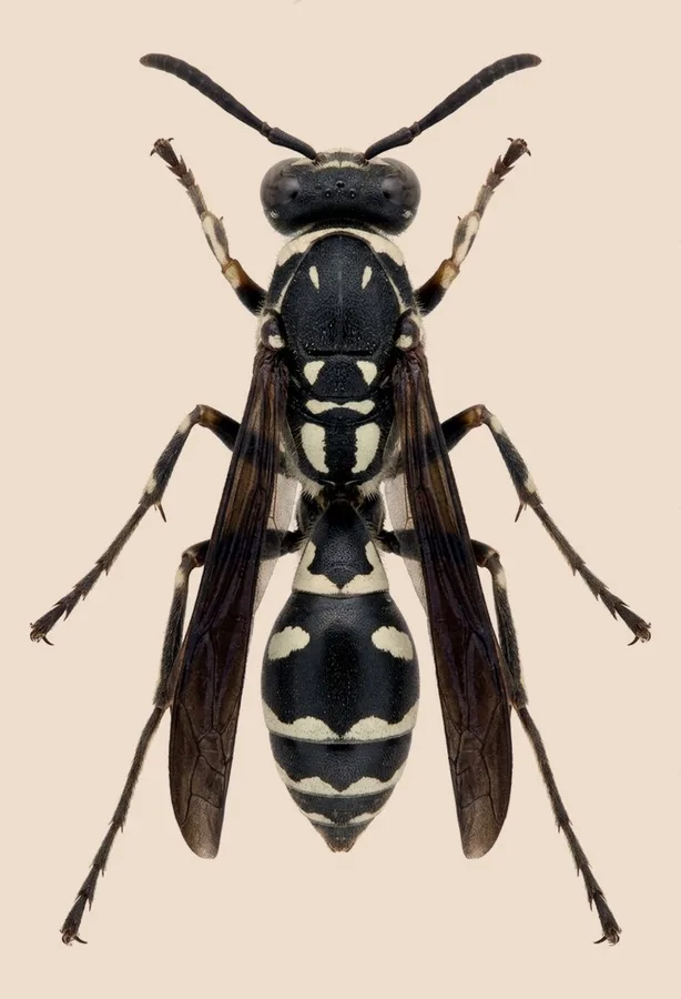 Eumenes fraternus, Eumenes fraternus, levha