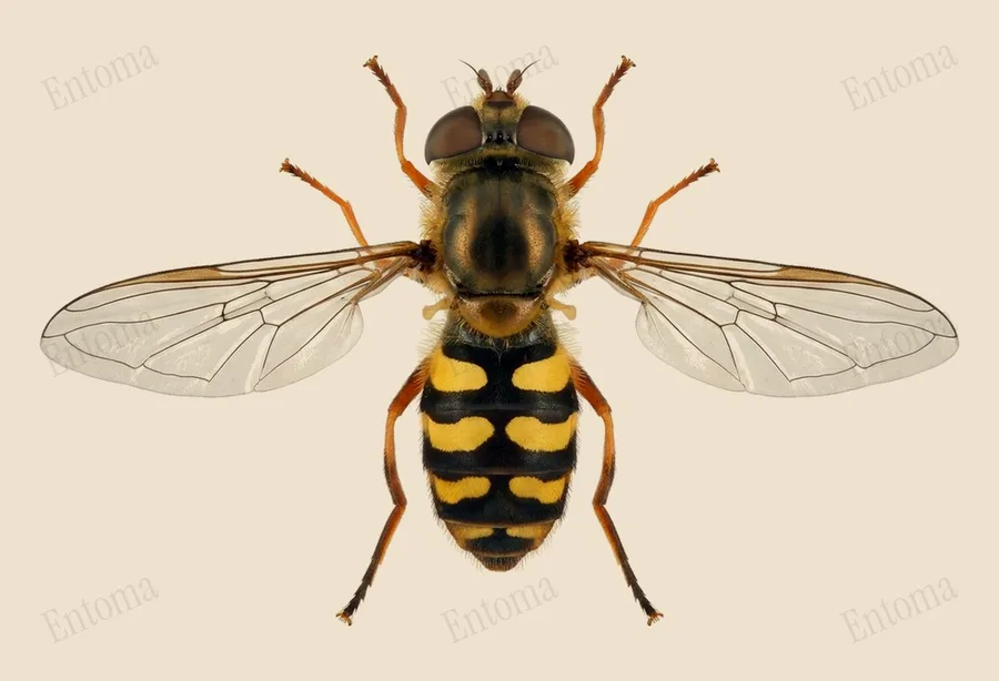 Migrant hoverfly, Eupeodes corollae, plate