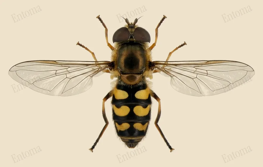 Black-tailed aphideater, Eupeodes luniger, plate
