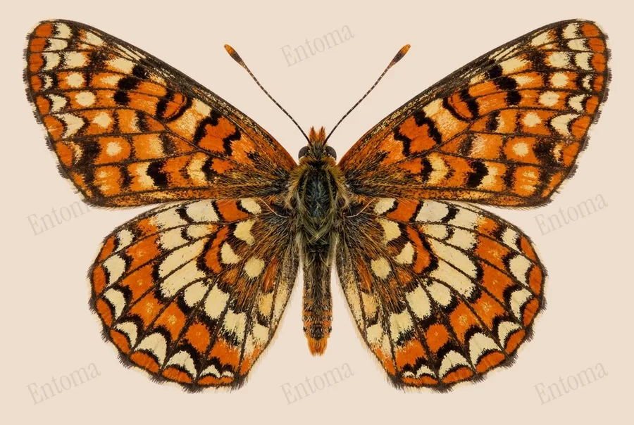 Euphydryas chalcedona, Euphydryas chalcedona, plaat
