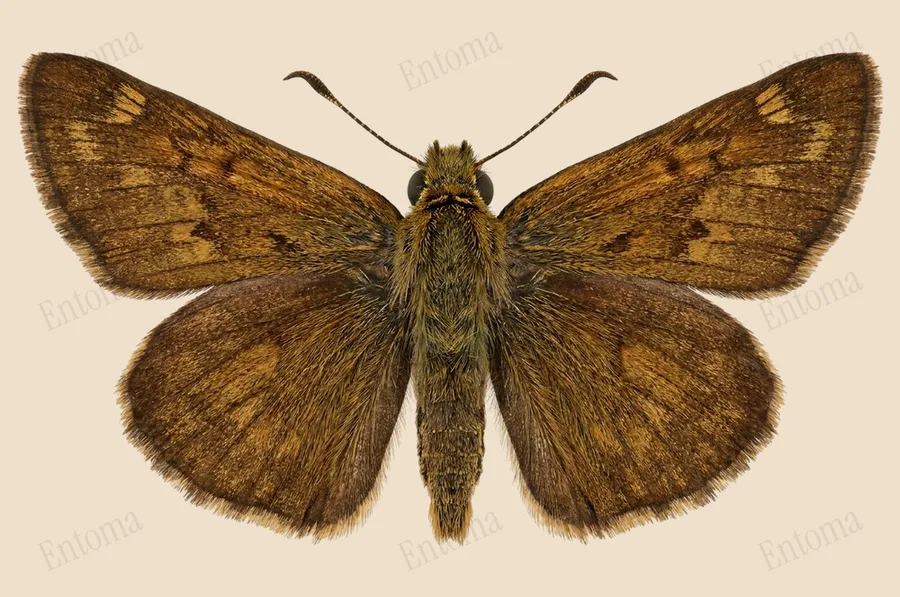 Euphyes vestris, Euphyes vestris, planche